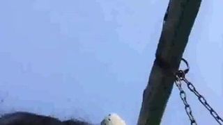 the second sister-in-law begs you to fuck me for sucking pow