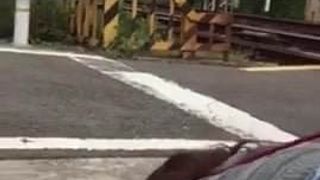 japanese amateur exhibitionist